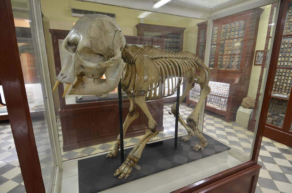 Éléphant préhistorique nain à Malte