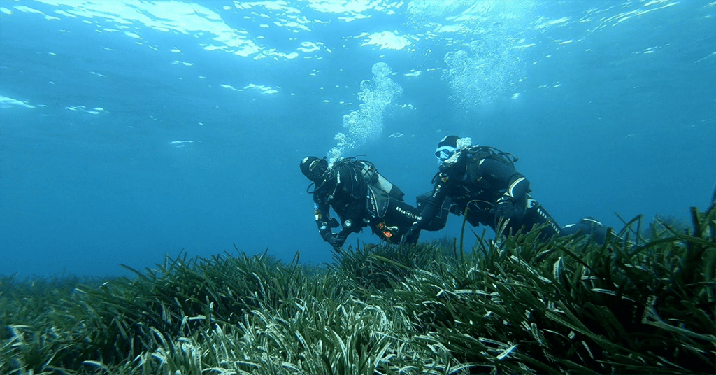 Nurkowanie na Malcie przy morskiej trawie